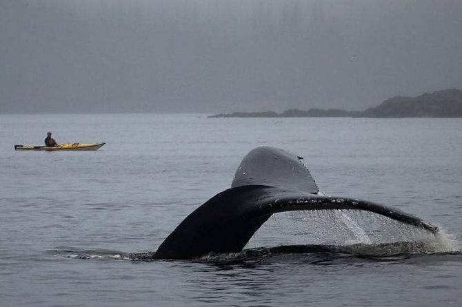 Ketchikan Kayak Eco-Tour - Eagle nests, rocky shores, and small island routes