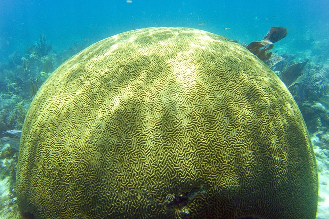Key Largo Snorkeling Tour - rental mask, fins and vest INCLUDED - Grecian Rocks for a shallow-water introduction