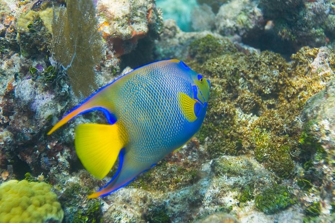 Key Largo Snorkeling Tour - rental mask, fins and vest INCLUDED - Christ of the Deep and the limits of a weather-dependent stop