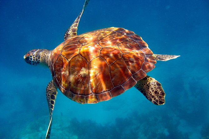 Key Largo Snorkeling Tour - rental mask, fins and vest INCLUDED - North Dry Rocks and Key Largo Dry Rocks