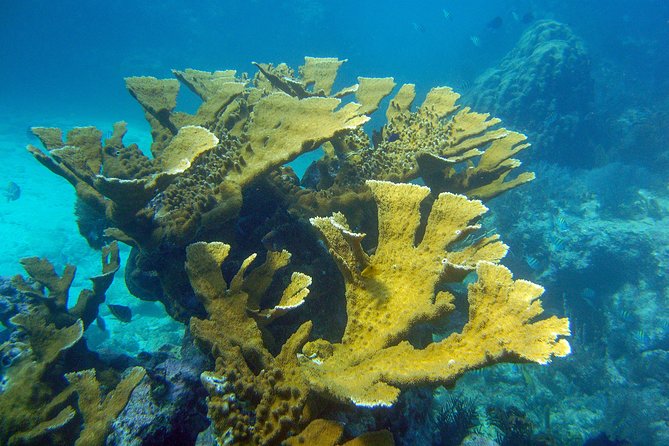 Key Largo Snorkeling Tour - rental mask, fins and vest INCLUDED - John Pennekamp Coral Reef State Park