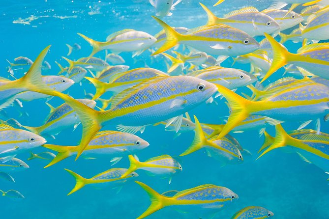 Key Largo Snorkeling Tour - rental mask, fins and vest INCLUDED - What the 90-minute snorkel period feels like