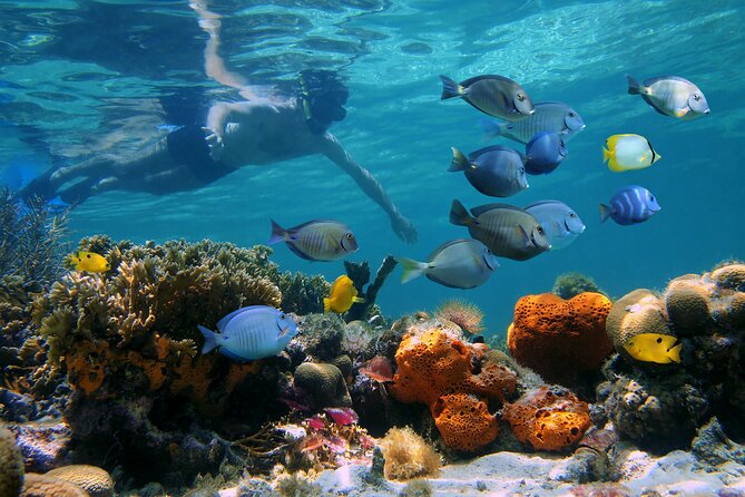Key West Afternoon Reef Snorkeling with Open Bar - The Open Bar Comes After the Water