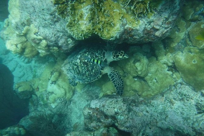 Key West Afternoon Reef Snorkeling with Open Bar - Crew Service and the Check-In Experience