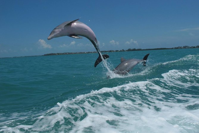 Key West Dolphin and Snorkel Experience - Water temperature, wind, and what to pack
