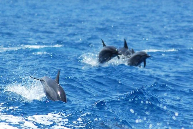 Key West Dolphin and Snorkel Experience - Who will get the most from this cruise