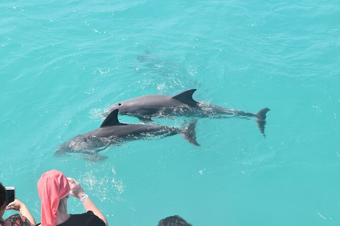 Key West Dolphin and Snorkel Experience - Is $69.95 a fair price?