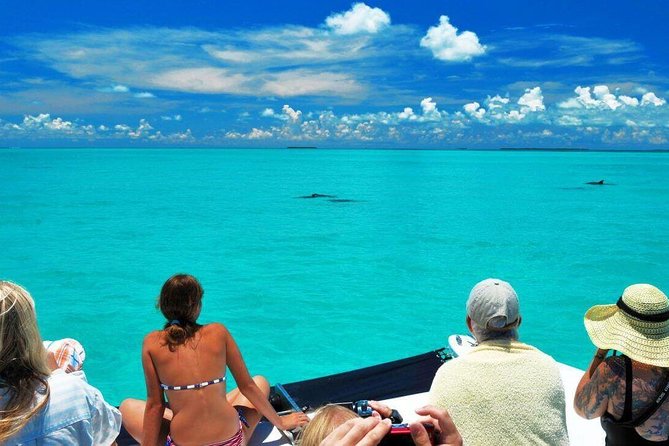 Key West Dolphin Watch and Snorkel Tour - Eco Adventure - Should you book the Dolphin Watch and Snorkel?