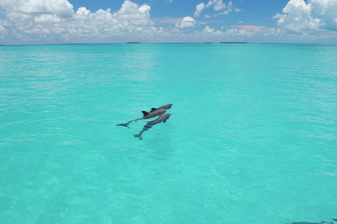Key West Dolphin Watch and Snorkel Tour - Eco Adventure - The dolphin search in the Florida Keys Marine Sanctuary