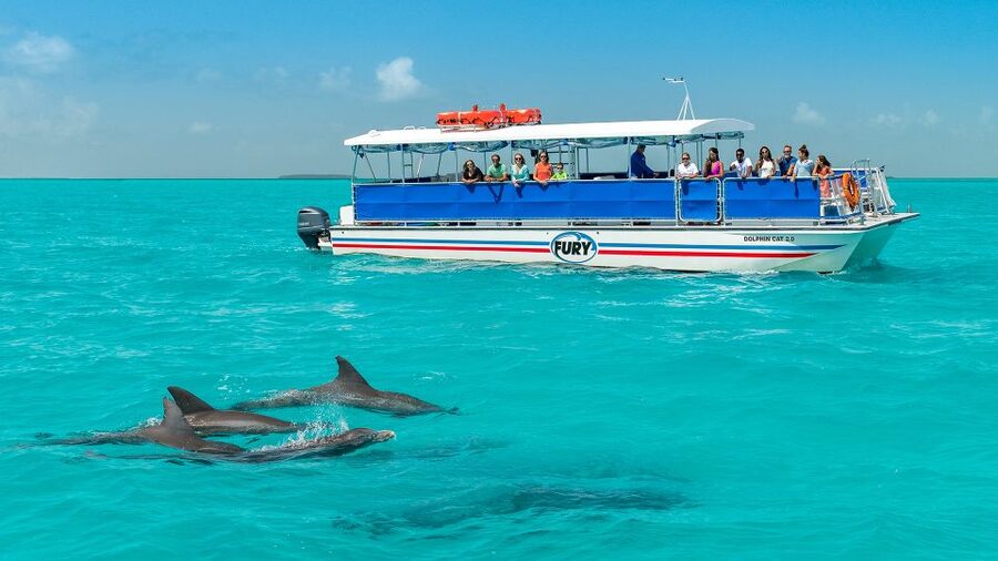 Key West: Dolphin Watching and Snorkeling Eco Cruise Tour - Following dolphins across the Gulf