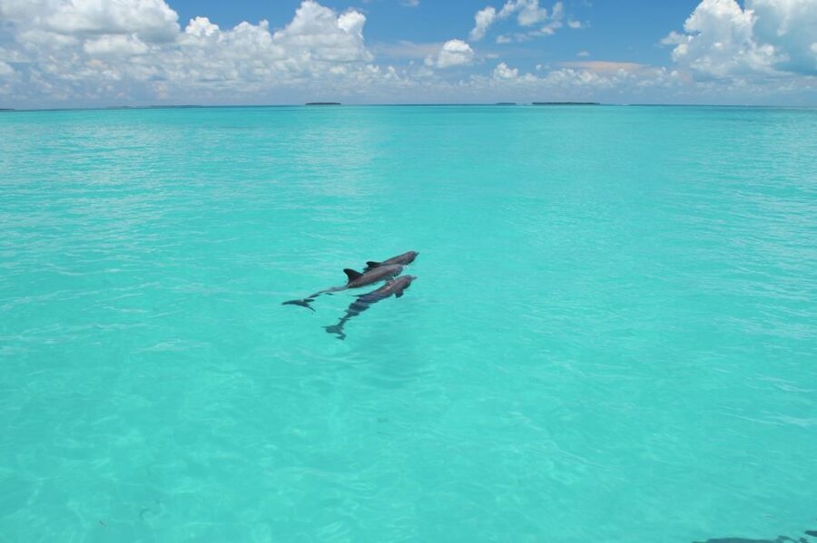 Key West: Dolphin Watching and Snorkeling Eco Cruise Tour - Snorkeling in the Key West Wildlife Refuge