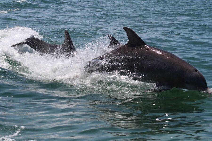 Key West: Dolphin Watching and Snorkeling Sunset Cruise - Helpful support for new snorkelers