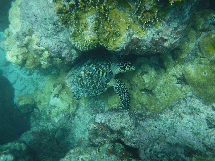 Key West: Dolphin Watching and Snorkeling Sunset Cruise - Is $79 a fair price?