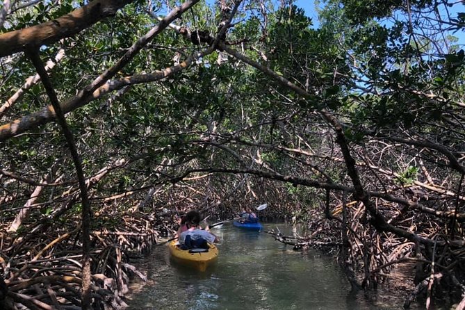 Key West Mangrove Kayak Eco Tour - Paddling the shallow mangrove creeks