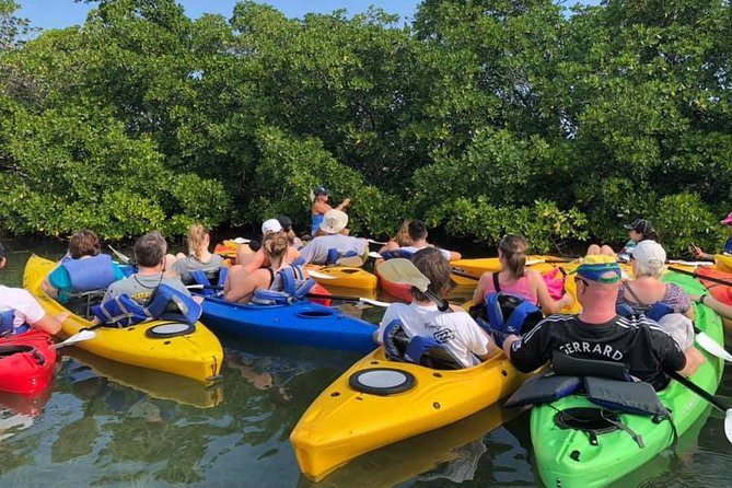 Key West Mangrove Kayak Eco Tour - Sea stars, jellyfish, and other close-up encounters