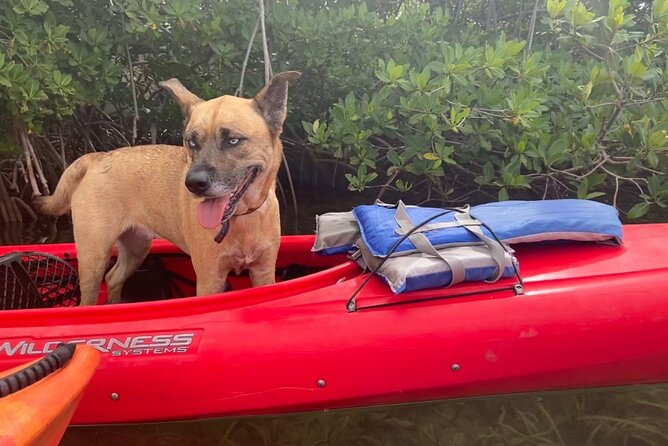 Key West Mangrove Kayak Eco Tour - What the guide adds to the experience