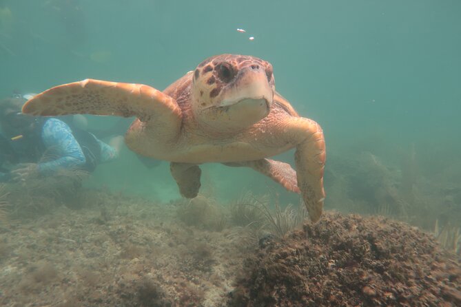Key West SNUBA Experience - Starting at Garrison Bight Marina