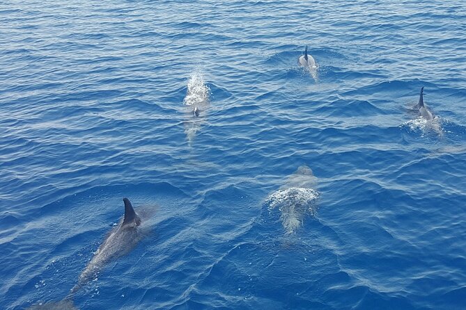 Key West Sunset Sail: Dolphin Watching, Wine, and Tapas - Fort Zachary Taylor and Sunset Key