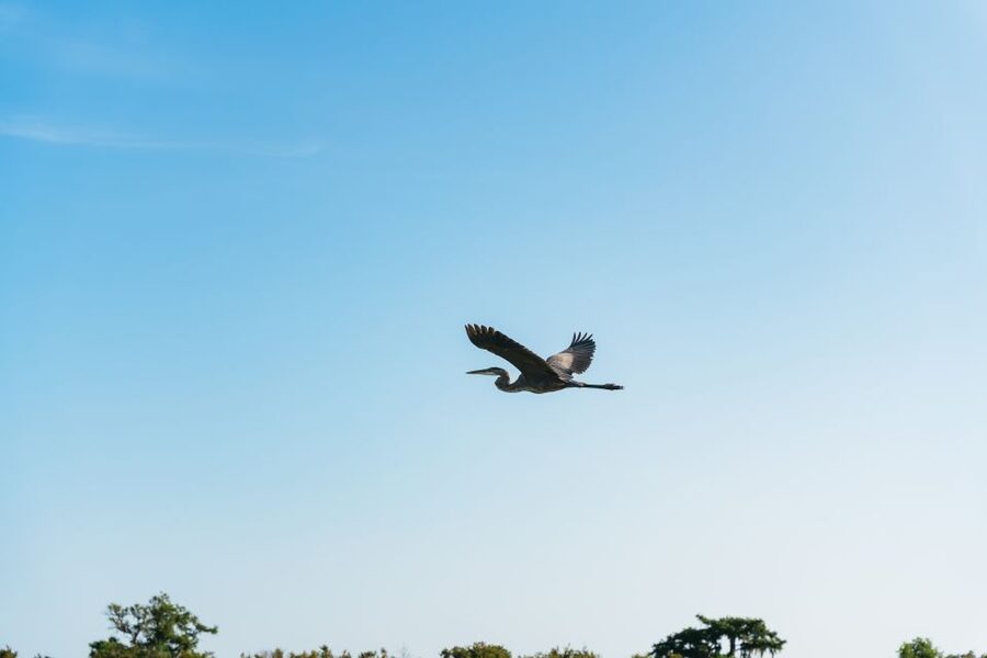 Kissimmee: Everglades Airboat Adventure Tour - Why the 90-minute option can be worth it