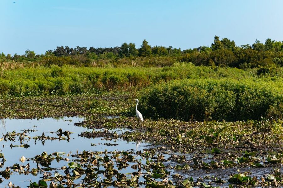 Kissimmee: Everglades Airboat Adventure Tour - Captains who turn a boat ride into a lesson