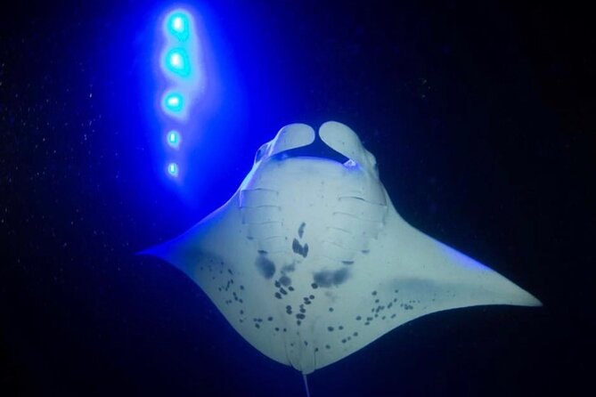 KONA Manta Ray Night Snorkel - FREE re-ride if no Sightings - What happens at the 78-7138 Kaleiopapa Street meeting point