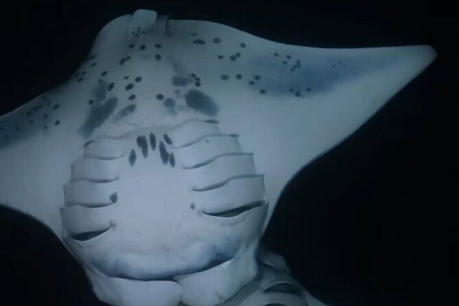 KONA Manta Ray Night Snorkel - FREE re-ride if no Sightings - The 23-foot RHIB ride keeps the evening short