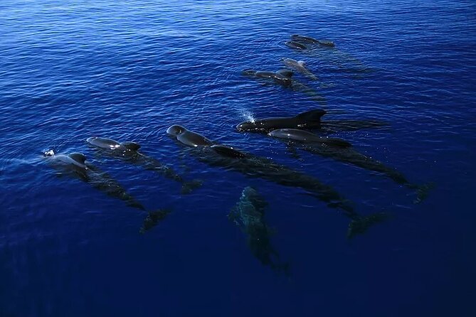 Kona Snorkel Tour: Captain Cook Reef Snorkel, Dolphin & Sea Caves - Why the Zodiac changes the Kona coastline