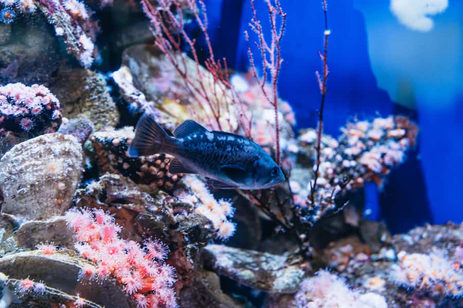 LA: Aquarium of the Pacific Skip-the-Line Entry - Key points to know before you go