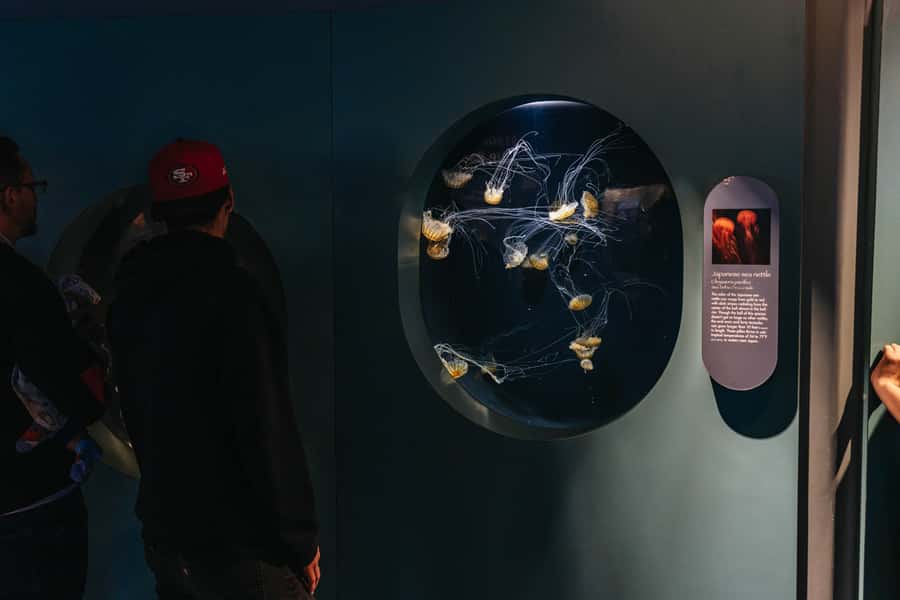 LA: Aquarium of the Pacific Skip-the-Line Entry - Who will get the most from this aquarium visit