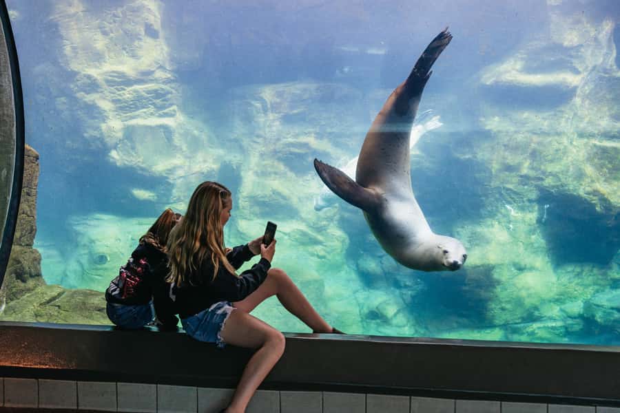 LA: Aquarium of the Pacific Skip-the-Line Entry - Sea otters, seals, sea lions, and penguins