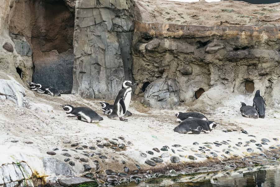 LA: Aquarium of the Pacific Skip-the-Line Entry - Food, timing, and the cost of the day