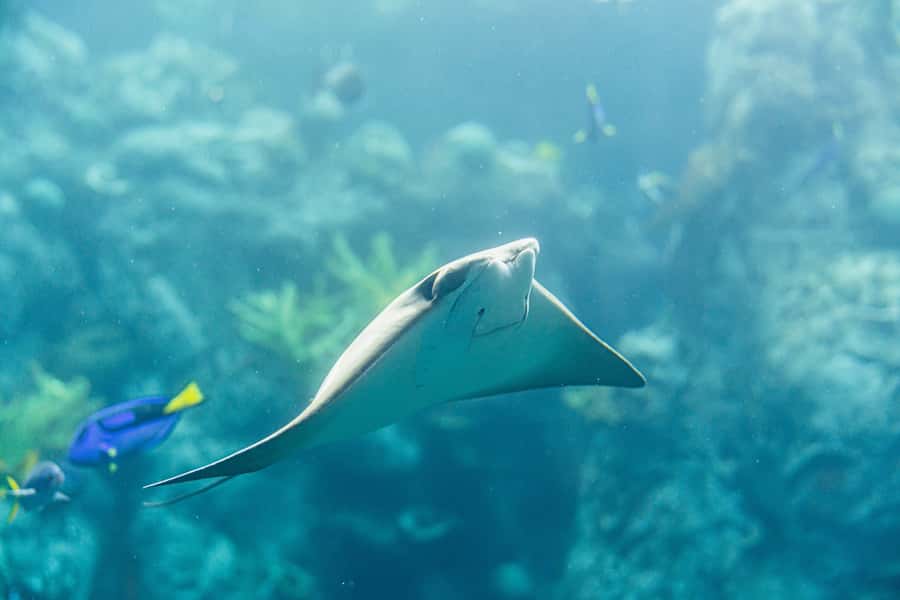 LA: Aquarium of the Pacific Skip-the-Line Entry - Three Pacific regions in one visit