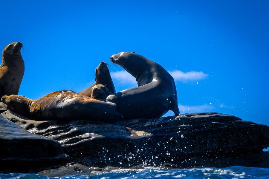 La Jolla: 2-Hour Kayak Tour of the 7 Caves - Reaching La Jolla’s seven sandstone caves