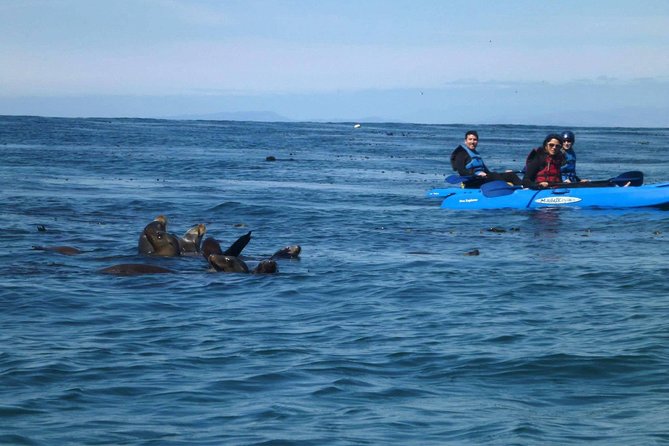 La Jolla Sea Caves Kayak Tour For Two (Tandem Kayak) - What the La Jolla sea caves tour is really like