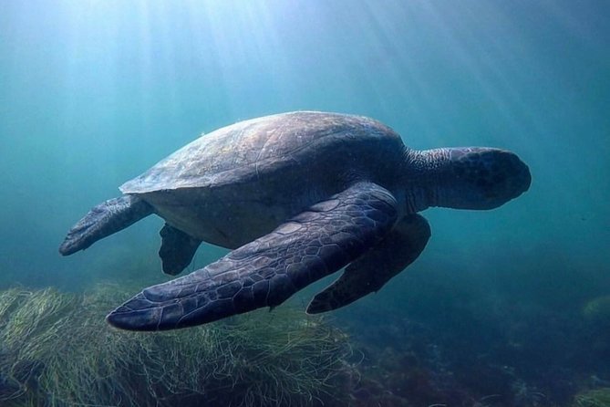 La Jolla Sea Caves Kayak Tour For Two (Tandem Kayak) - The return trip and kayak surf ride
