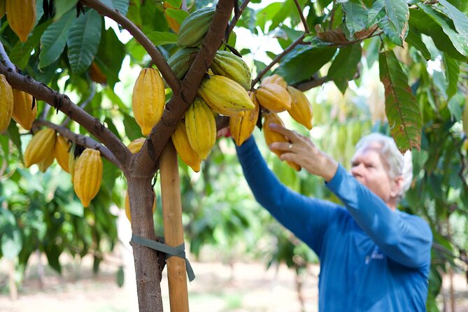 Lahaina: Maui Ku'ia Estate Guided Cacao Farm Tour and Tasting - Key Points Before You Book