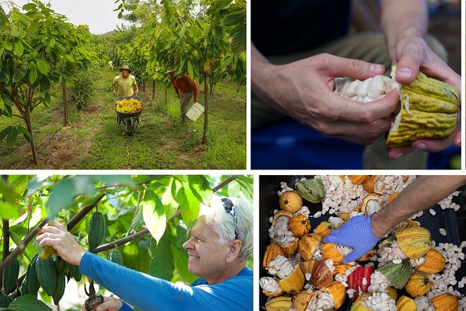 Lahaina: Maui Ku'ia Estate Guided Cacao Farm Tour and Tasting - Starting at the Ku’ia Factory in Lahaina