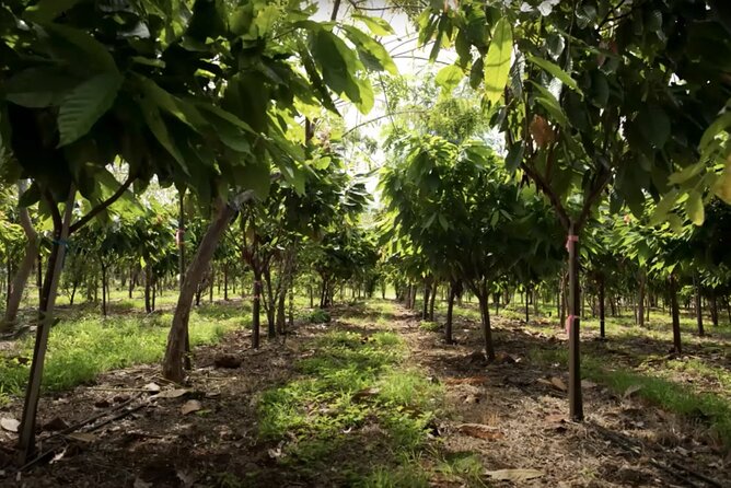 Lahaina: Maui Ku'ia Estate Guided Cacao Farm Tour and Tasting - Booking and Cancellation Details