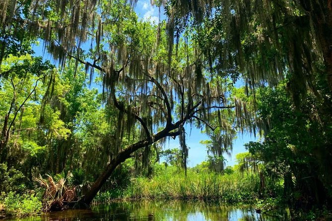 Large Airboat Swamp Tour with Transportation from New Orleans - Why this airboat trip works so well from New Orleans