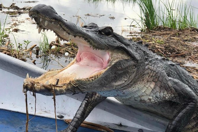 Large Airboat Swamp Tour with Transportation from New Orleans - Barataria Preserve and the start of the airboat tour