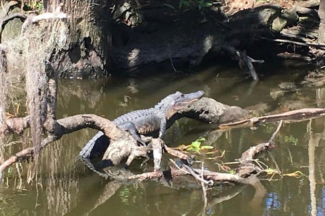 Large Airboat Swamp Tour with Transportation from New Orleans - What you might see from the boat