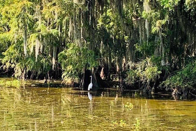 Large Airboat Swamp Tour with Transportation from New Orleans - Timing your visit for better wildlife