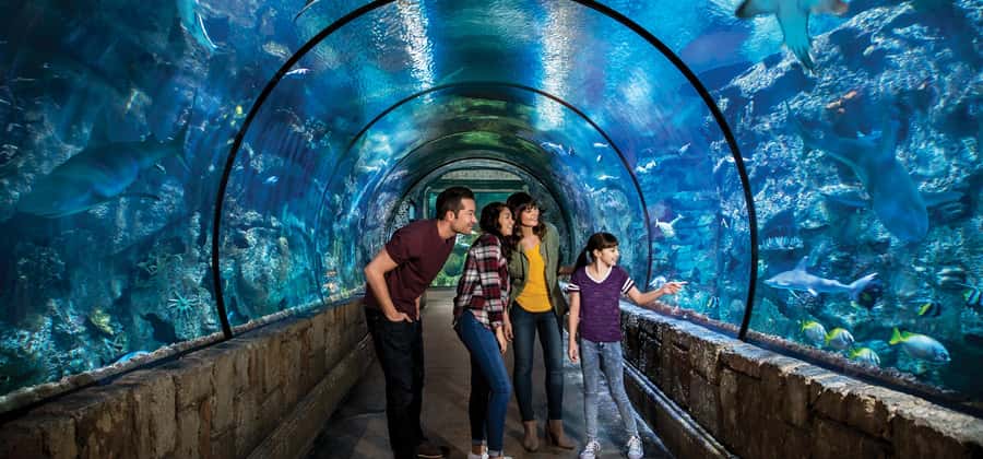 Las Vegas: Shark Reef Aquarium Entry Ticket - The shipwreck is the reason to come