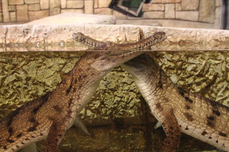 Las Vegas: Shark Reef Aquarium Entry Ticket - Should you book Shark Reef Aquarium?