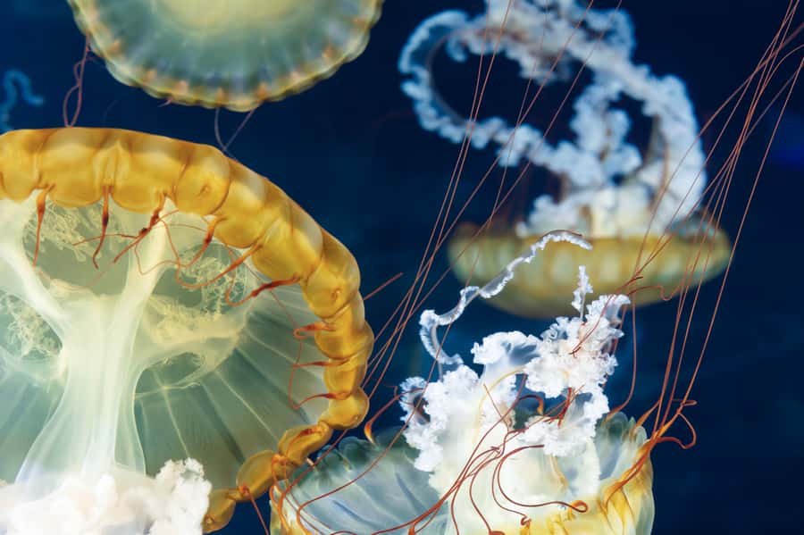 Las Vegas: Shark Reef Aquarium Entry Ticket - Fourteen exhibits in a compact route