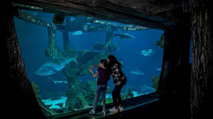 Las Vegas: Shark Reef Aquarium Entry Ticket - How long you should plan