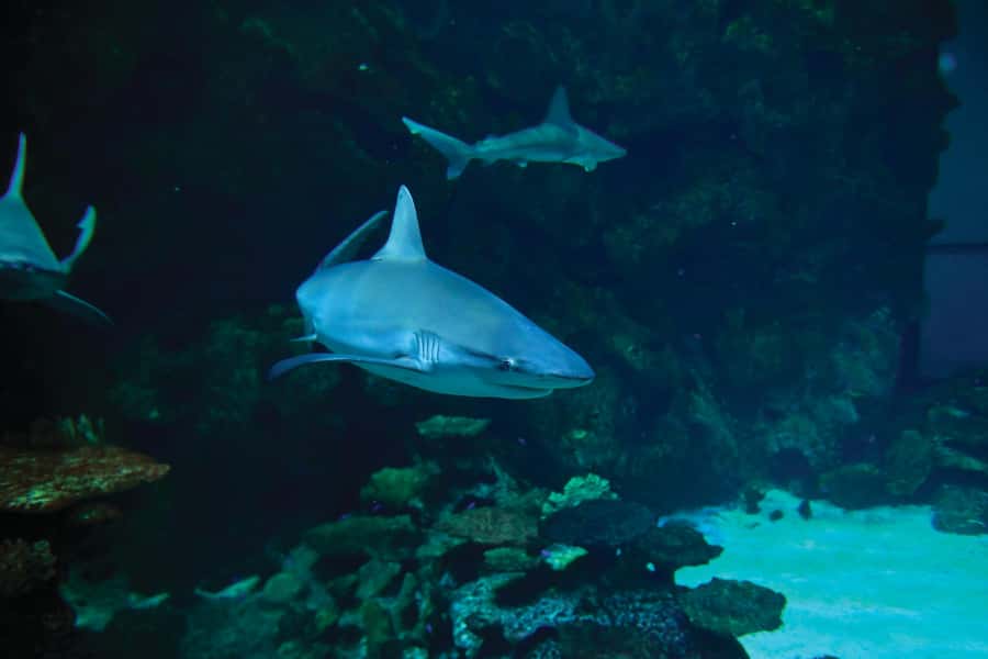 Las Vegas: Shark Reef Aquarium Entry Ticket - Finding Shark Reef inside Mandalay Bay