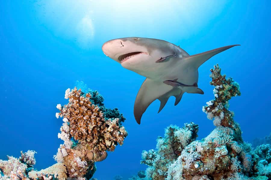 Las Vegas: Shark Reef Aquarium Entry Ticket - Is $29 good value?