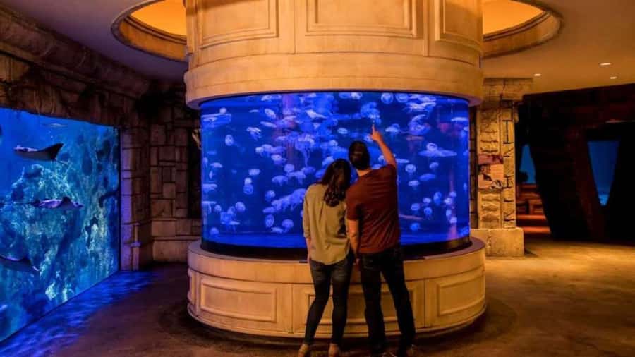 Las Vegas: Shark Reef Aquarium Entry Ticket - Practical ways to make the visit better