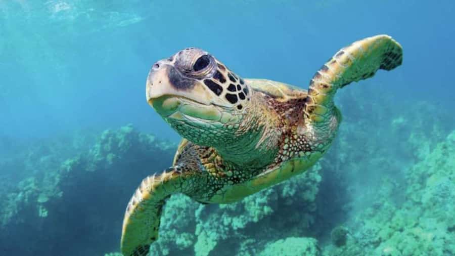 Las Vegas: Shark Reef Aquarium Entry Ticket - Touch stingrays and horseshoe crabs
